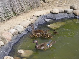 canards bb.jpg (18 ko)